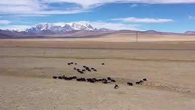 西藏航拍放牧牛羊自然风光视频的预览图